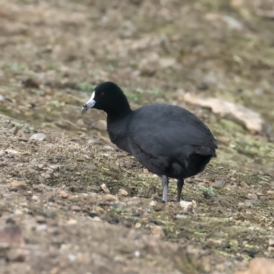 Fulica atra (Eurasian Coot) at Chesney Vale, VIC - 15 Jul 2024 by jb2602