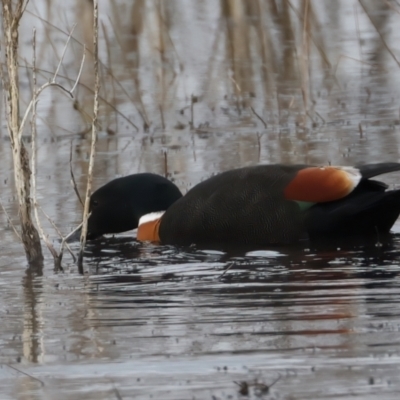 Tadorna tadornoides (Australian Shelduck) at Winton North, VIC - 15 Jul 2024 by jb2602