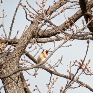 Carduelis carduelis at Lawson, ACT - 17 Jul 2024