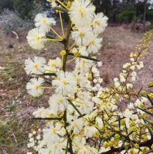 Acacia genistifolia at Lyneham, ACT - 17 Jul 2024 02:32 PM