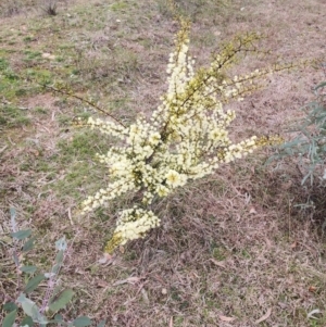 Acacia genistifolia at Lyneham, ACT - 17 Jul 2024 02:32 PM