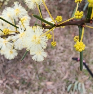 Acacia genistifolia at Lyneham, ACT - 17 Jul 2024 02:32 PM