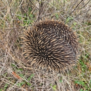 Tachyglossus aculeatus at Strathnairn, ACT - 17 Jul 2024