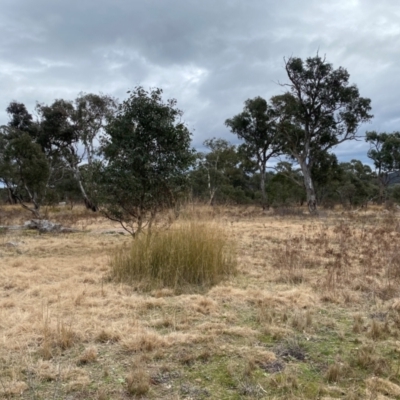 Austrostipa verticillata (Slender Bamboo Grass) at Hume, ACT - 17 Jul 2024 by Shazw