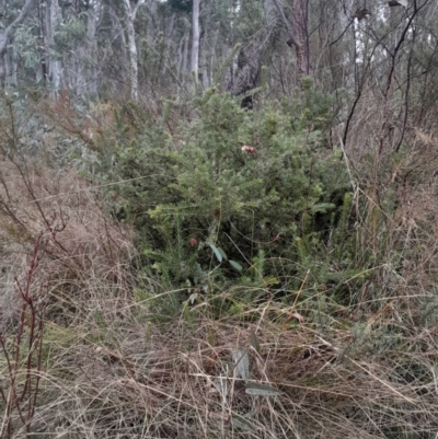 Grevillea lanigera (Woolly Grevillea) at Acton, ACT - 16 Jul 2024 by Venture