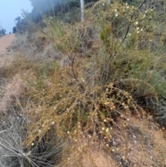 Acacia ulicifolia at O'Connor, ACT - 16 Jul 2024 03:40 PM