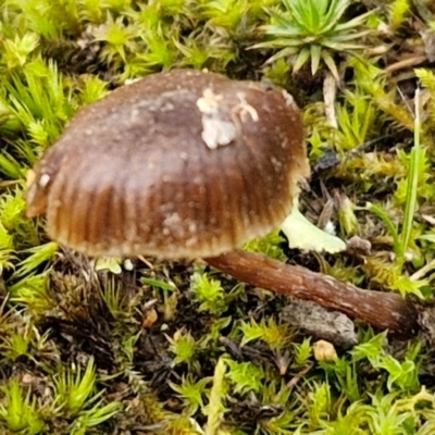 Laccaria sp. at Collector, NSW - 17 Jul 2024 by trevorpreston