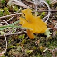 Lichenomphalia chromacea (Yellow Navel) at Collector, NSW - 17 Jul 2024 by trevorpreston