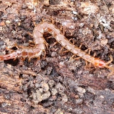 Scolopendromorpha (order) (A centipede) at Collector, NSW - 17 Jul 2024 by trevorpreston
