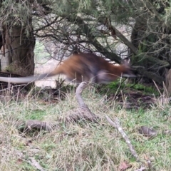 Notamacropus rufogriseus (Red-necked Wallaby) at Collector, NSW - 17 Jul 2024 by trevorpreston