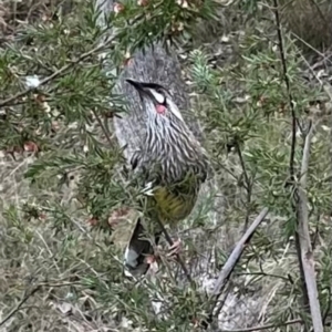 Anthochaera carunculata at Aranda, ACT - 17 Jul 2024