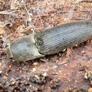 Monocrepidus sp. (genus) at Collector, NSW - 17 Jul 2024