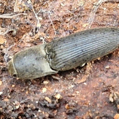 Monocrepidius (genus) (Click beetle) at Collector, NSW - 17 Jul 2024 by trevorpreston