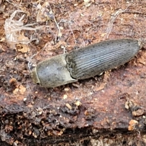 Monocrepidus sp. (genus) at Collector, NSW - 17 Jul 2024