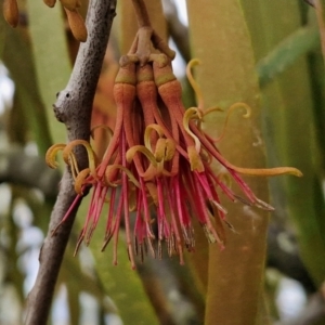 Amyema miquelii at Collector, NSW - 17 Jul 2024