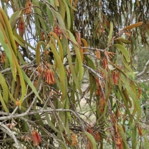 Amyema miquelii at Collector, NSW - 17 Jul 2024