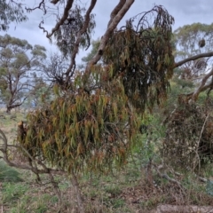 Amyema miquelii at Collector, NSW - 17 Jul 2024