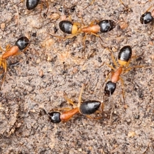 Camponotus consobrinus at Collector, NSW - 17 Jul 2024 03:09 PM