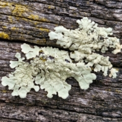 Unidentified Lichen at Collector, NSW - 17 Jul 2024 by trevorpreston