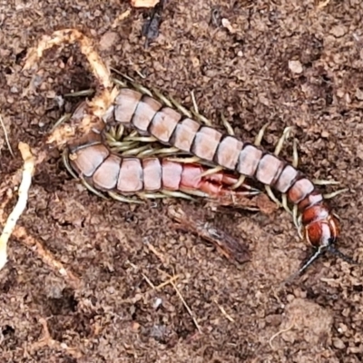 Cormocephalus aurantiipes at Collector, NSW - 17 Jul 2024 by trevorpreston