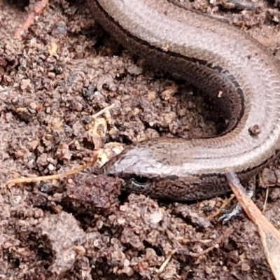 Hemiergis talbingoensis (Three-toed Skink) at Collector, NSW - 17 Jul 2024 by trevorpreston