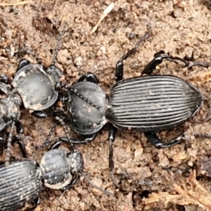 Cardiothorax monarensis at Collector, NSW - 17 Jul 2024