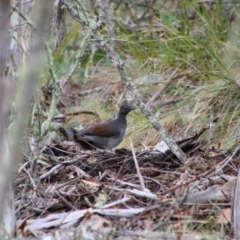 Menura novaehollandiae (Superb Lyrebird) at Tharwa, ACT - 17 Jul 2024 by MB