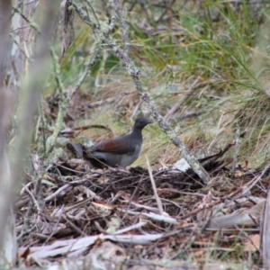 Menura novaehollandiae at Tharwa, ACT - 17 Jul 2024 10:44 AM