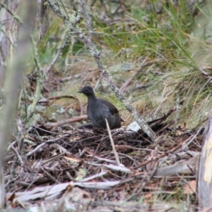 Menura novaehollandiae at Tharwa, ACT - 17 Jul 2024 10:44 AM