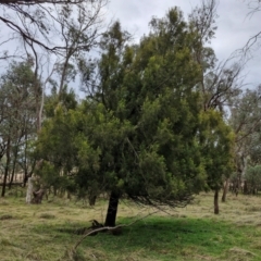 Exocarpos cupressiformis (Cherry Ballart) at Collector, NSW - 17 Jul 2024 by trevorpreston