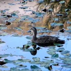 Anas superciliosa (Pacific Black Duck) at Tharwa, ACT - 28 Dec 2021 by MB