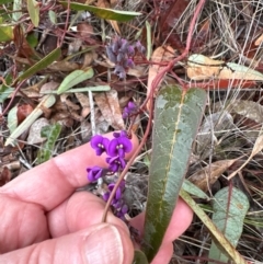 Hardenbergia violacea (False Sarsaparilla) at Aranda, ACT - 17 Jul 2024 by lbradley