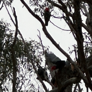 Callocephalon fimbriatum at Aranda, ACT - 17 Jul 2024