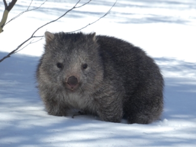 Vombatus ursinus (Common wombat, Bare-nosed Wombat) at Perisher Valley, NSW - 9 Aug 2017 by MB