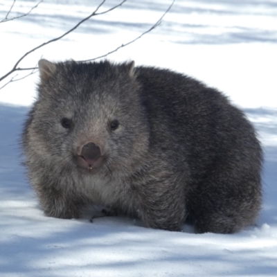 Vombatus ursinus (Bare-nosed Wombat) at Perisher Valley, NSW - 9 Aug 2017 by MB