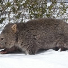 Vombatus ursinus at Perisher Valley, NSW - 9 Aug 2017 02:31 PM
