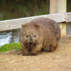 Vombatus ursinus (Common wombat, Bare-nosed Wombat) at Maria Island, TAS - 7 Mar 2015 by MB