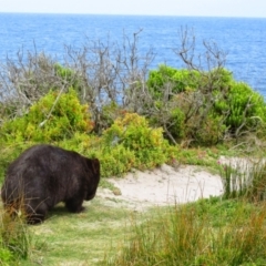 Vombatus ursinus (Common wombat, Bare-nosed Wombat) at Green Cape, NSW - 15 Nov 2014 by MB