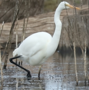 Ardea alba at Chesney Vale, VIC - 15 Jul 2024 11:32 AM
