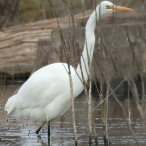 Ardea alba at Chesney Vale, VIC - 15 Jul 2024 11:32 AM