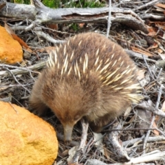 Tachyglossus aculeatus (Short-beaked Echidna) at Cape Pillar, TAS - 29 Nov 2016 by MB