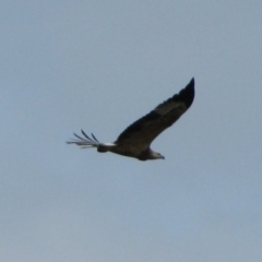 Haliaeetus leucogaster (White-bellied Sea-Eagle) at Geeveston, TAS - 12 Mar 2012 by MB