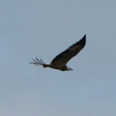 Haliaeetus leucogaster (White-bellied Sea-Eagle) at Geeveston, TAS - 12 Mar 2012 by MB