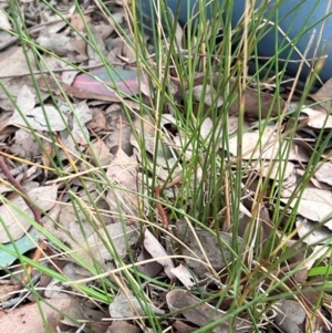 Juncus subsecundus at Higgins, ACT - 17 Jul 2024 07:11 PM