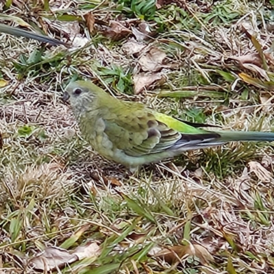 Psephotus haematonotus (Red-rumped Parrot) at Kambah, ACT - 17 Jul 2024 by MatthewFrawley