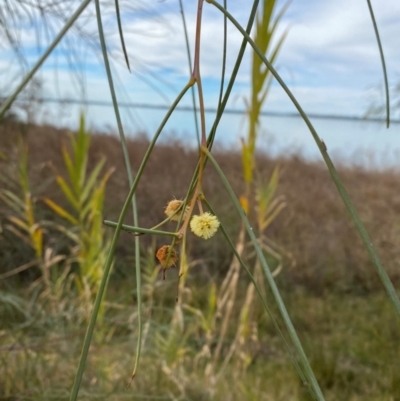 Acacia stenophylla (River Cooba) at Lake Cargelligo, NSW - 24 Jun 2024 by Tapirlord