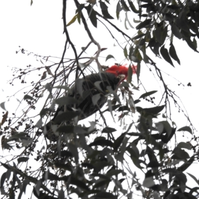 Callocephalon fimbriatum (Gang-gang Cockatoo) at Acton, ACT - 17 Jul 2024 by HelenCross