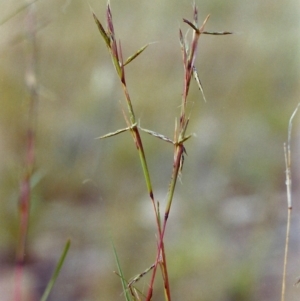 Cymbopogon refractus at Conder, ACT - 17 Dec 1999 11:05 AM