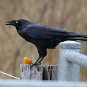 Corvus coronoides at Kambah, ACT - 17 Jul 2024