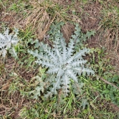 Onopordum acanthium (Scotch Thistle) at Whitlam, ACT - 18 Jul 2024 by Jiggy